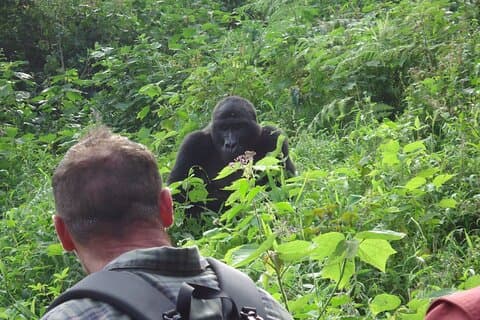 9-daagse Gorilla Trekking, Chimpansee & Wilderness Safari (middenklasse)