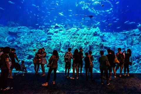 Skip the Line Hurghada Grand Aquarium transfer & entree