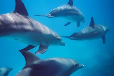 Kangaroo Island - Zwemmen met dolfijnen/zeehonden/kust snorkel