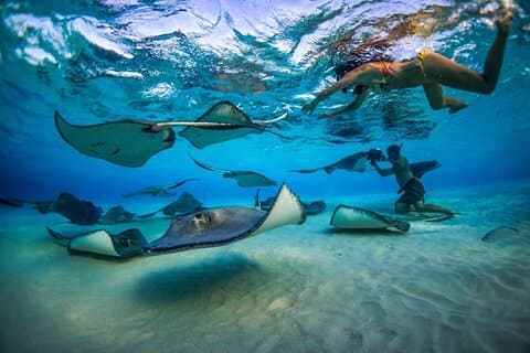 2-stop Adventure: Stingray City and snorkeling at Cayman Reefs