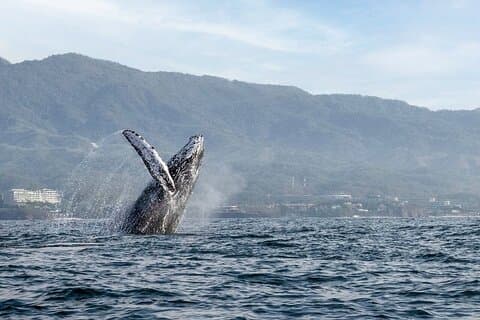 Walvissen spotten gegarandeerde ervaring in Puerto Vallarta