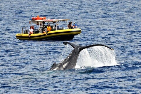 Whale Watching Maui: 2-timers lille gruppe tømmerflådetur fra Lahaina