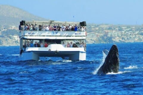Excursion d'observation des baleines au coucher du soleil