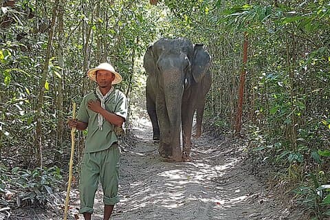 Promenad med elefanterna vid Cambodiajeep