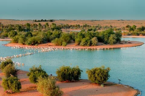From Dubai: Full day Al Marmoom, Al Qudra Lakes with Dinner