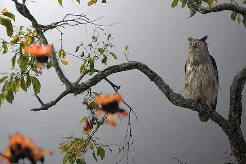 Kaziranga: A Wild And Exotic Venture for Foreign Guests