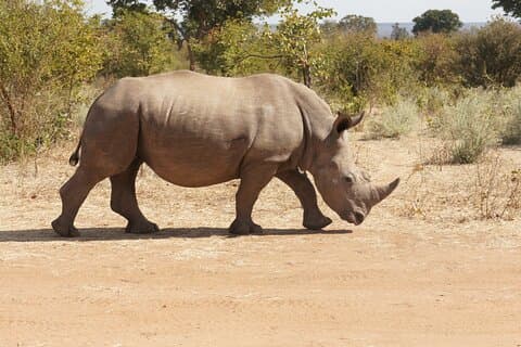 Game Drive og White Rhino Walking Safari i Livingstone