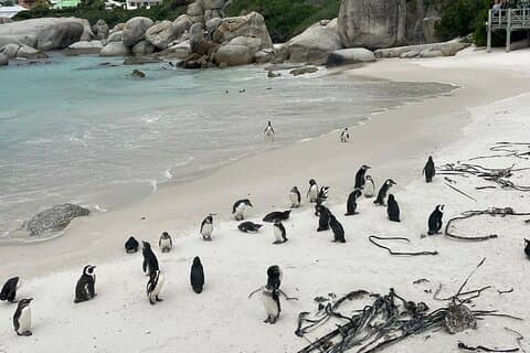 Privétour van een hele dag in Kaap de Goede Hoop en Simon's Town
