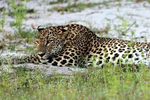 Tour de 2 días a Wilpattu y Anuradhapura desde Negombo