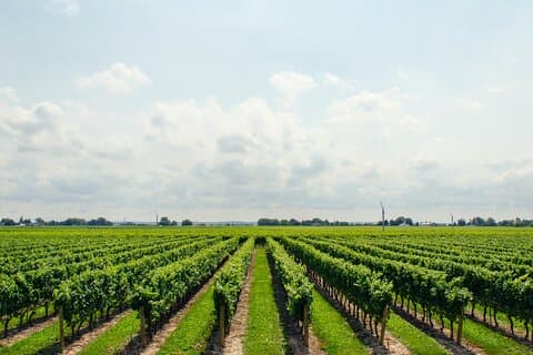 Privétour van een hele dag naar de wijngaard (Rijndal) vanuit Frankfurt