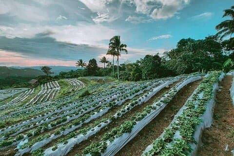 Bohol Strawberry Farm Tour