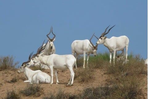 Scopri la fauna selvatica di Souss Massa in 4x4 Safari Tour