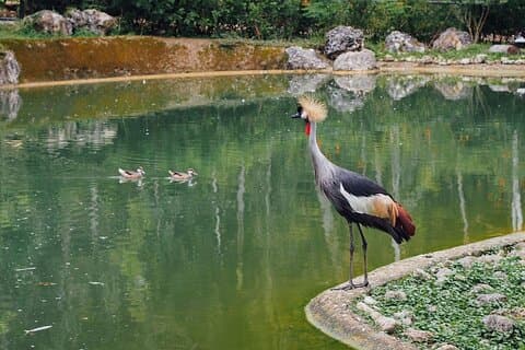 Safari Adventure Tour in Cebu