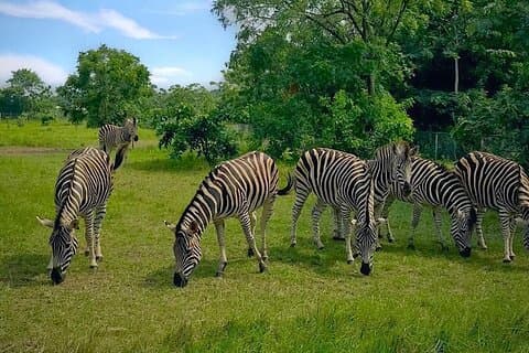 Shai Hills Halvdags Accra-safari, fottur og se dyr