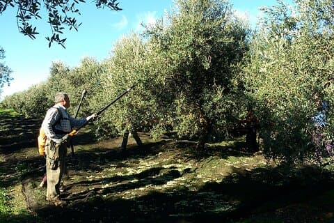 Tour privado de aceite de oliva desde Sevilla