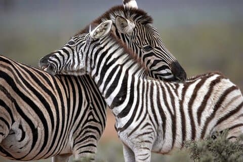 Tour Big Five Safari dell'Aquila Game Reserve