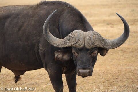 Schotia open vehicle safari game drive maximum 16 pax