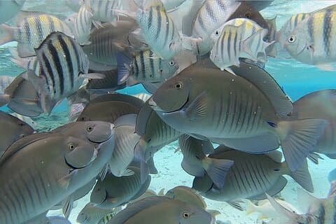 Tour a Cayo Acuario mais Rocky Cay