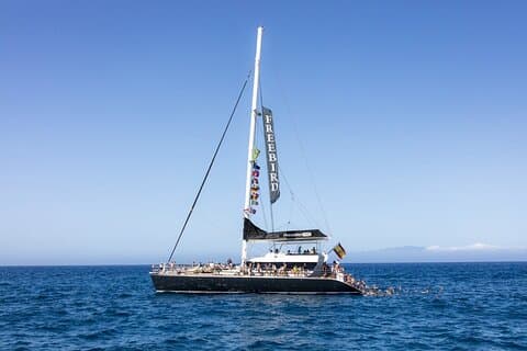 Apenas para adultos Tenerife Freebird Whale Dolphin Catamaran com almoço