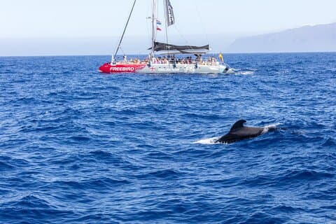 Exclusivo crucero en catamarán Freebird para avistar ballenas y delfines a Caleta