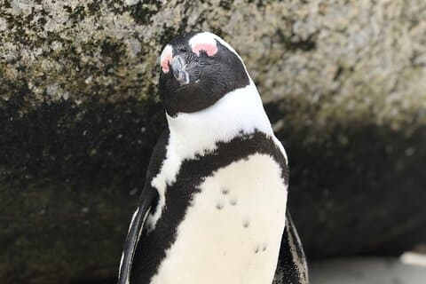 HELA dagen Cape Point och Boulders Penguin Colony