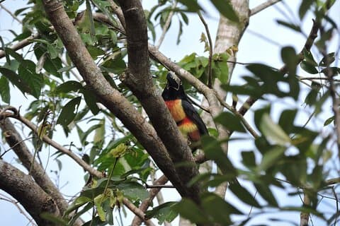 Observation des oiseaux de 6 heures Ruta de los Cenotes Playa del Carmen