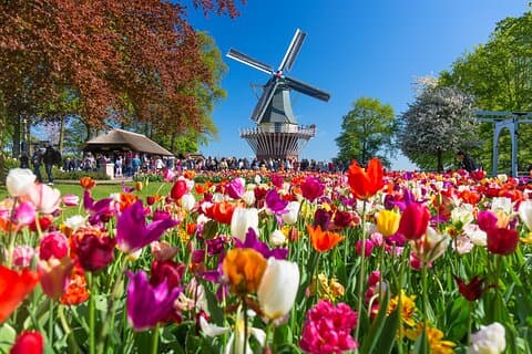 Fast Track Keukenhof Gardens fra Amsterdam med privat bil