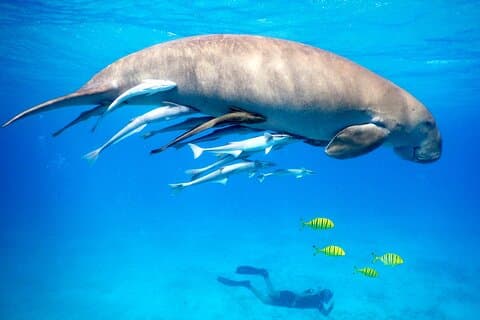 Marsa Alam : Excursion en apnée à Marsa Moubarak avec déjeuner