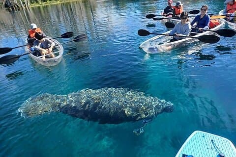 Machen Sie ein Kajak- oder Paddleboard-Manatee-Abenteuer