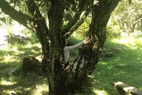 Guided Forest Bathing Nature Immersion Hong Kong