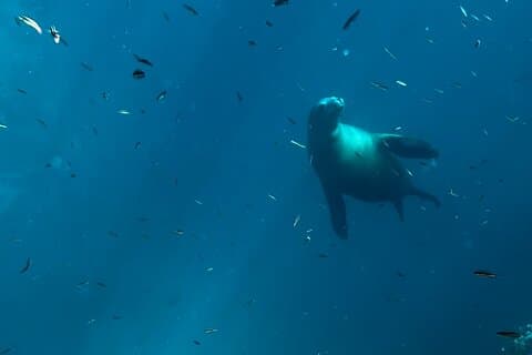 Balandra Bay Snorkeling Adventure