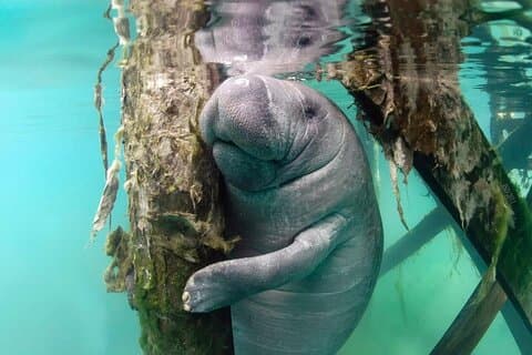 Mest populære 3-timers Manatee Swim Tour + In-Water Guide!