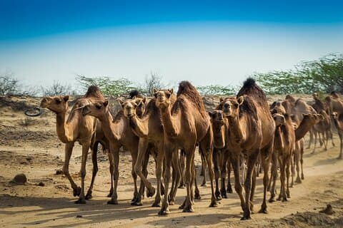 Tour delle fattorie di frontiera e del deserto di Kuwait City