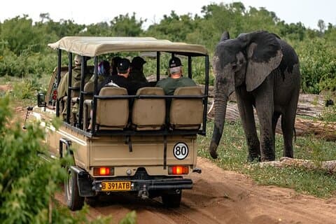 Chobe National Park Game Drive Safari Botswana