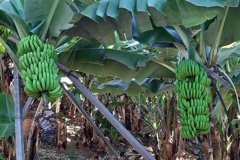 Private Tour of Banana with Banana Museum