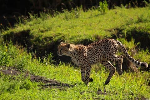 Vanuit Arusha: 3-daagse Big Cats Safari Serengeti, Tarangire