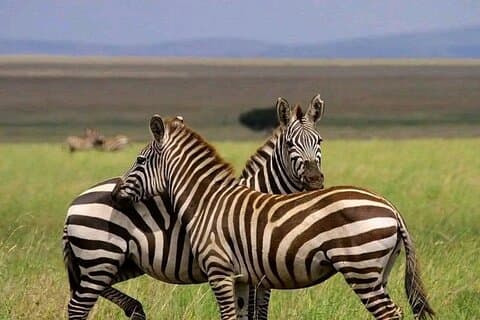 Dagtrip Safari naar Mikumi National Park vanuit Zanzibar