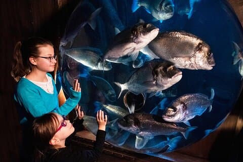 SEA LIFE Speyer Admission Ticket