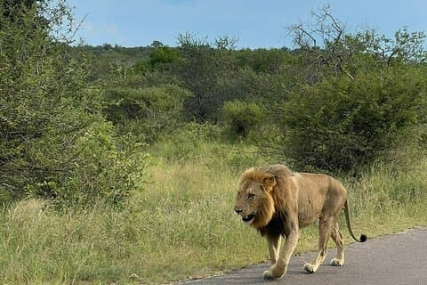 ネルスプロイト発クルーガー 2 日間サファリ