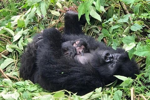 2 dias de caminhada no macaco dourado