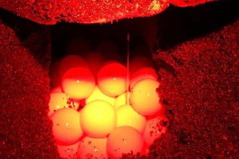 Visites nocturnes d'observation des tortues avec un naturaliste expert