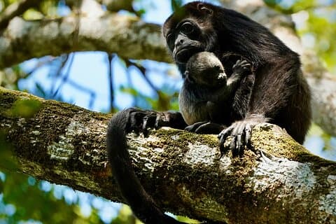 Tamarindo Fuglekikking Krokodiller og ape-tur