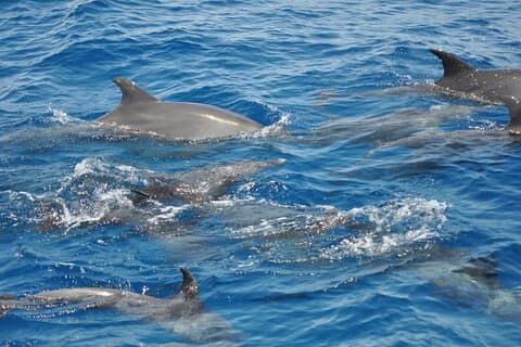 Dolphin Tour Banana Boat from Soma /Sahl Hasheesh/makadi/Safaga