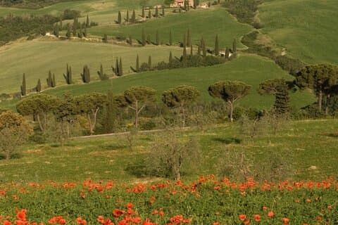 Fra Firenze til Tuscany Winerys