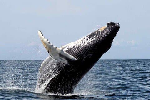 Humpback Whale Watching in Samana from Juan Dolio