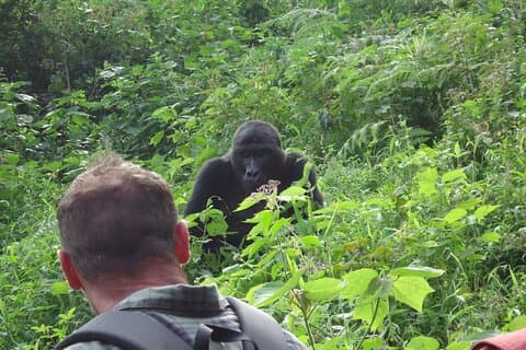 4-dagers Gorilla & Sjimpanse Trekking Luksus Fly-in-tur i Uganda