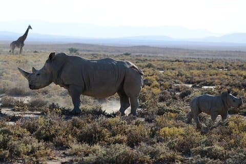Arusha: 3Day Tanzanian Treasures Safari, Ngorongoro, Tarangire