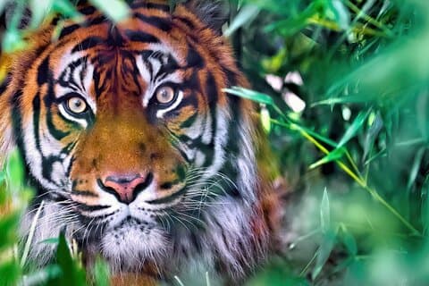 8-dages Delhi Agra Ranthambore Udaipur Jaipur Delhi-tur