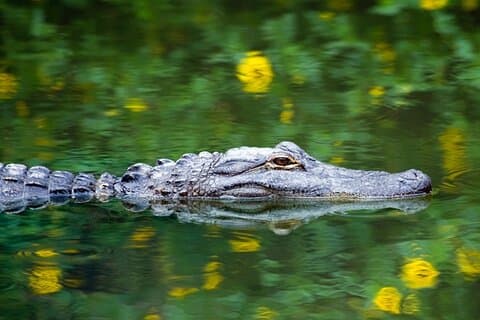 Everglades Small Group Express da Fort Lauderdale + Giro in idroscivolante