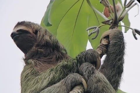 La Fortuna: Sloth Watching - 3 timmars rundtur